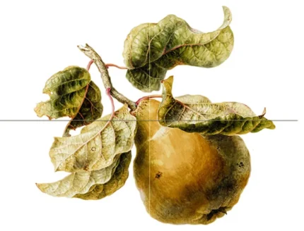 Tile Mural Pear branch Kitchen Bathroom Shower Backsplash 4.25" Ceramic Glossy