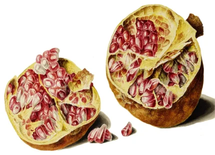 Tile Mural Pomegranate Accent Kitchen Bathroom Backsplash 4.25" Ceramic Glossy