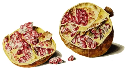 Tile Mural Pomegranate Kitchen Bathroom Shower Backsplash 4.25" Ceramic Glossy