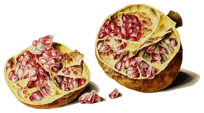 Tile Mural Pomegranate Kitchen Bathroom Shower Backsplash 4.25" Ceramic Glossy - Image 1